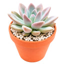 Buy 2" Graptoveria Opalina online. This elegant succulent forms perfectly symmetrical rosettes with thick, smooth leaves in soft shades of blue-green that may blush pink along the edges in bright light. It thrives in bright, indirect light with well-draining soil and occasional watering. A beautiful choice for succulent collections, sunny windowsills, or modern home décor.