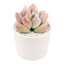 Buy 2" Graptoveria Opalina online. This elegant succulent forms perfectly symmetrical rosettes with thick, smooth leaves in soft shades of blue-green that may blush pink along the edges in bright light. It thrives in bright, indirect light with well-draining soil and occasional watering. A beautiful choice for succulent collections, sunny windowsills, or modern home décor.