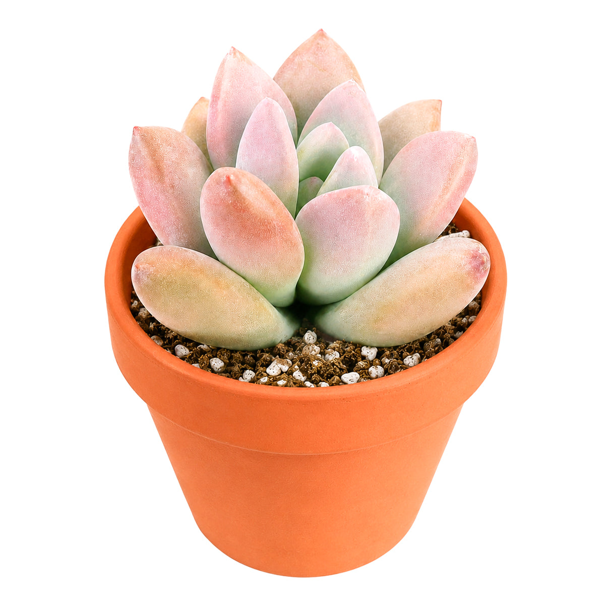 Buy 2" Graptoveria Opalina online. This elegant succulent forms perfectly symmetrical rosettes with thick, smooth leaves in soft shades of blue-green that may blush pink along the edges in bright light. It thrives in bright, indirect light with well-draining soil and occasional watering. A beautiful choice for succulent collections, sunny windowsills, or modern home décor.