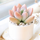 Buy 2" Graptoveria Opalina online. This elegant succulent forms perfectly symmetrical rosettes with thick, smooth leaves in soft shades of blue-green that may blush pink along the edges in bright light. It thrives in bright, indirect light with well-draining soil and occasional watering. A beautiful choice for succulent collections, sunny windowsills, or modern home décor.