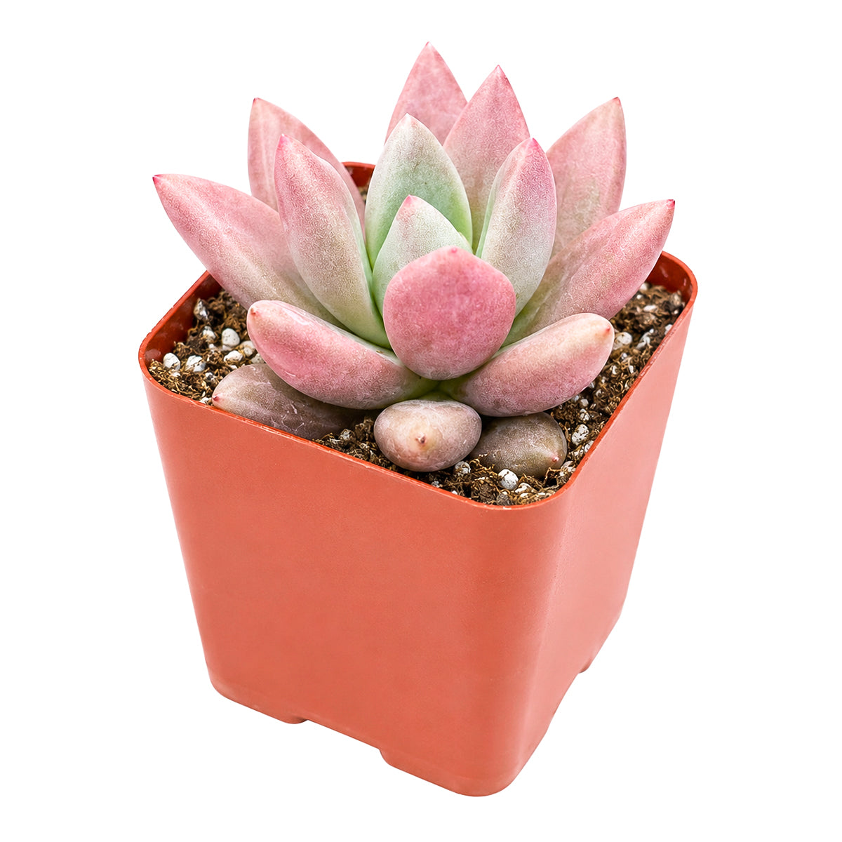 2" Graptoveria 'Pink Donna' for sale. This elegant succulent showcases smooth, fleshy leaves arranged in a perfectly balanced rosette, creating a refined and eye-catching display. It enjoys bright light, well-draining soil, and minimal care to stay healthy. Perfect for adding lasting color and charm to any indoor succulent collection.