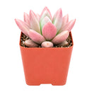 2" Graptoveria 'Pink Donna' for sale. Featuring perfectly symmetrical rosettes and delicate pastel coloring, this charming hybrid adds warmth and beauty to any plant arrangement. It grows best in bright conditions with a fast-draining cactus mix and minimal watering. Perfect for decorative planters, office desks, or thoughtful gifts for succulent lovers.