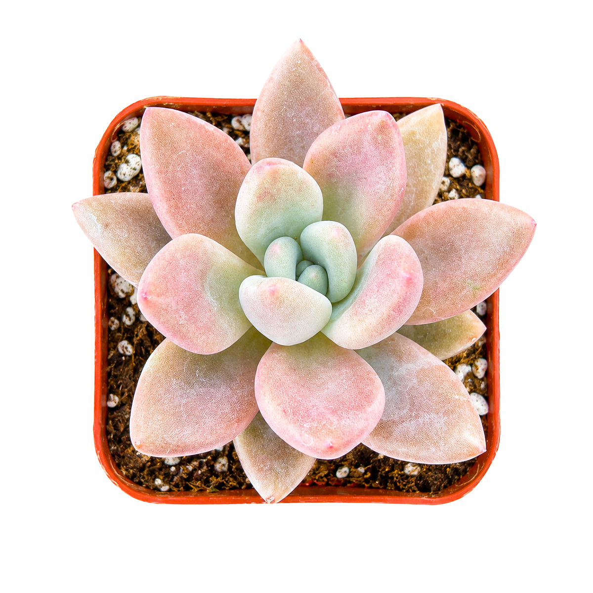 2" Graptoveria 'Pink Donna' for sale. With its plump pastel leaves and elegant rosette form, this succulent brings a soft, modern touch to shelves, windowsills, and tabletop displays. It thrives in well-draining soil with bright, indirect light and requires very little maintenance. A wonderful option for both beginner growers and experienced collectors.