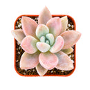 2" Graptoveria 'Pink Donna' for sale. Featuring perfectly symmetrical rosettes and delicate pastel coloring, this charming hybrid adds warmth and beauty to any plant arrangement. It grows best in bright conditions with a fast-draining cactus mix and minimal watering. Perfect for decorative planters, office desks, or thoughtful gifts for succulent lovers.