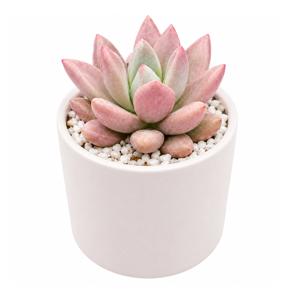 Buy 2" Graptoveria 'Pink Donna' online. This eye-catching succulent is admired for its graceful rosette shape and rosy foliage that develops richer hues with plenty of sunlight. It prefers bright light, excellent drainage, and light watering after the soil has dried completely. An excellent choice for mixed succulent gardens or as a standout specimen in any collection.