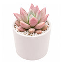 2" Graptoveria 'Pink Donna' for sale. Featuring perfectly symmetrical rosettes and delicate pastel coloring, this charming hybrid adds warmth and beauty to any plant arrangement. It grows best in bright conditions with a fast-draining cactus mix and minimal watering. Perfect for decorative planters, office desks, or thoughtful gifts for succulent lovers.