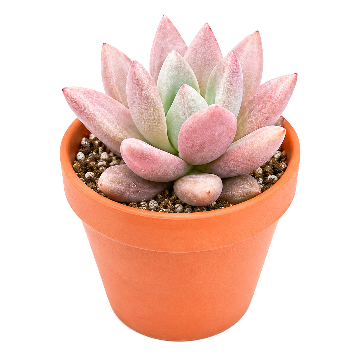 2" Graptoveria 'Pink Donna' for sale. Featuring perfectly symmetrical rosettes and delicate pastel coloring, this charming hybrid adds warmth and beauty to any plant arrangement. It grows best in bright conditions with a fast-draining cactus mix and minimal watering. Perfect for decorative planters, office desks, or thoughtful gifts for succulent lovers.