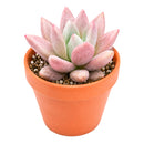 2" Graptoveria 'Pink Donna' for sale. Featuring perfectly symmetrical rosettes and delicate pastel coloring, this charming hybrid adds warmth and beauty to any plant arrangement. It grows best in bright conditions with a fast-draining cactus mix and minimal watering. Perfect for decorative planters, office desks, or thoughtful gifts for succulent lovers.
