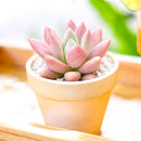 2" Graptoveria 'Pink Donna' for sale. Featuring perfectly symmetrical rosettes and delicate pastel coloring, this charming hybrid adds warmth and beauty to any plant arrangement. It grows best in bright conditions with a fast-draining cactus mix and minimal watering. Perfect for decorative planters, office desks, or thoughtful gifts for succulent lovers.