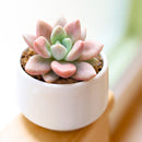 2 inch Graptoveria 'Pink Donna', pink succulents, indoor succulents, succulent care guide, buy succulents online