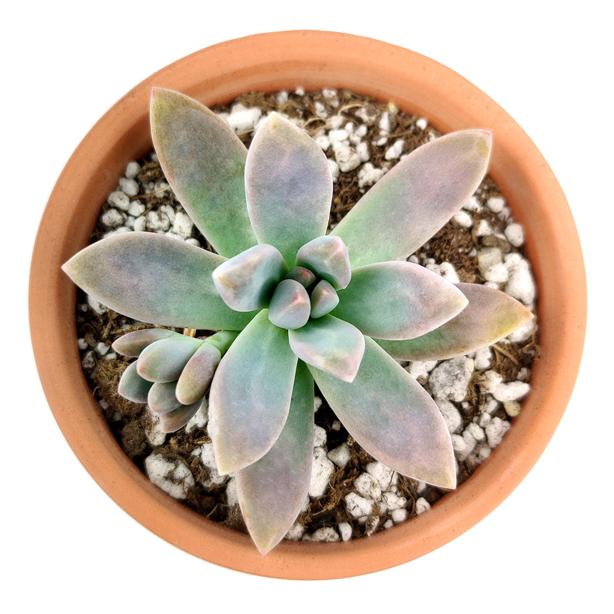 blue pearl succulent care Graptoveria Blue Pearl with Care Instruction | Succulent Gift Ideas