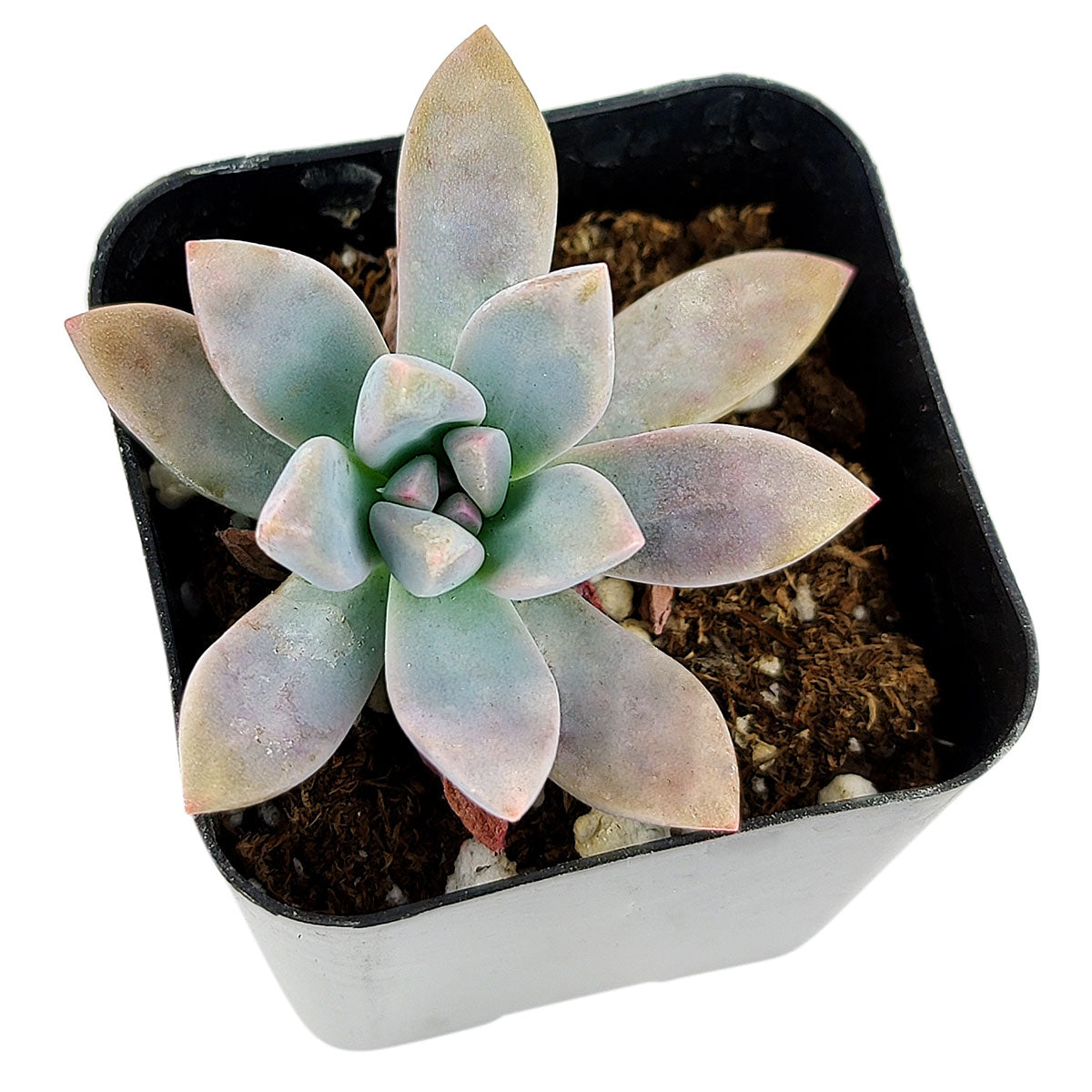 blue pearl succulent plant Graptoveria Blue Pearl with Care Instruction | Succulent Gift Ideas