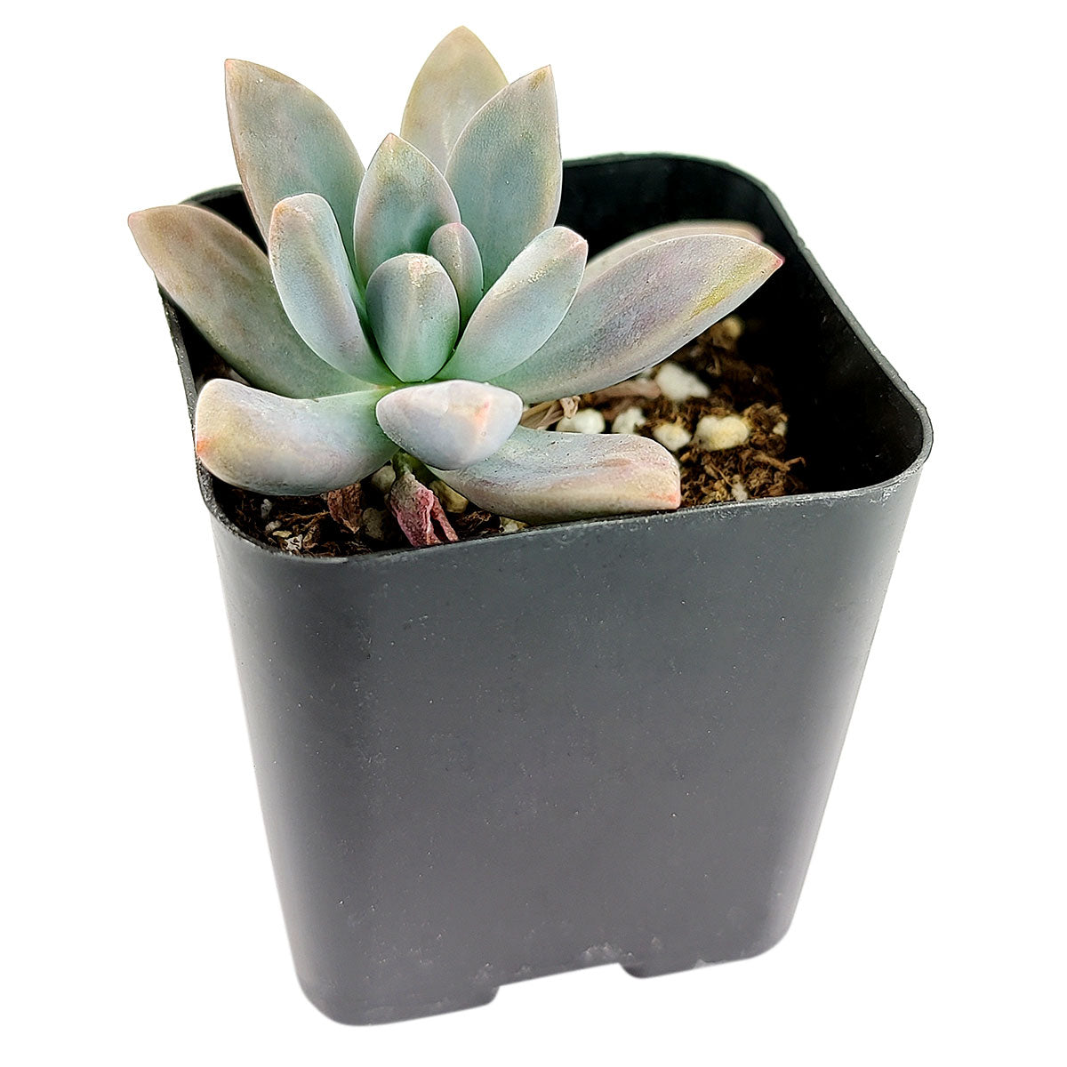 blue pearl chlorophytum bonsai succulents Graptoveria Blue Pearl with Care Instruction | Succulent Gift Ideas