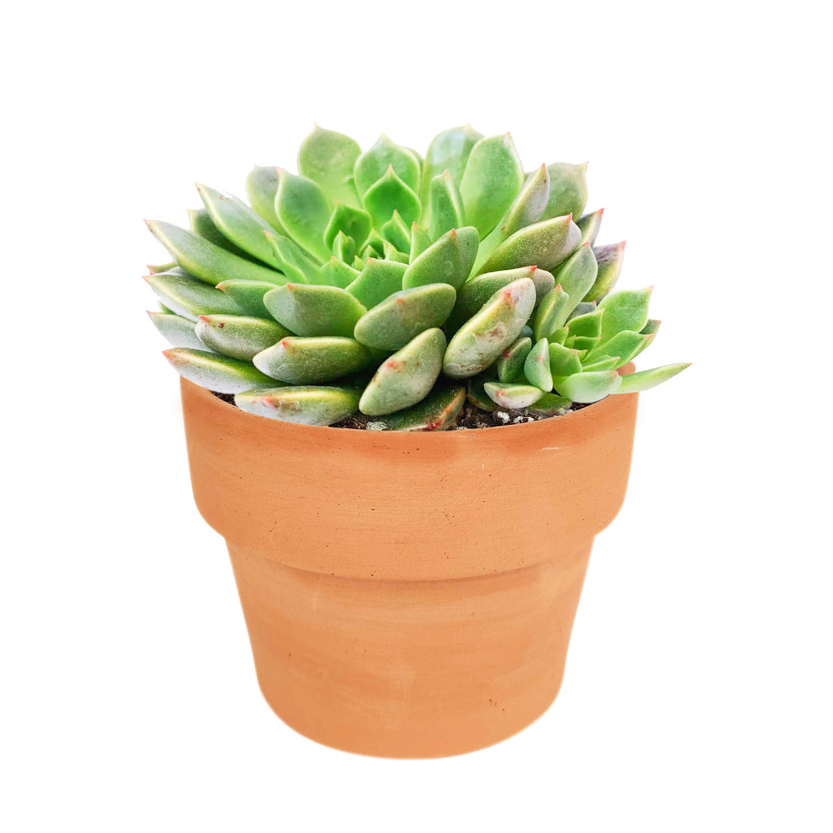 where to purchase succulent plants Graptoveria Olivia Echeveria Olivia Succulent Plant for Sale 2 inch / White Modern Pot by Succulents Box