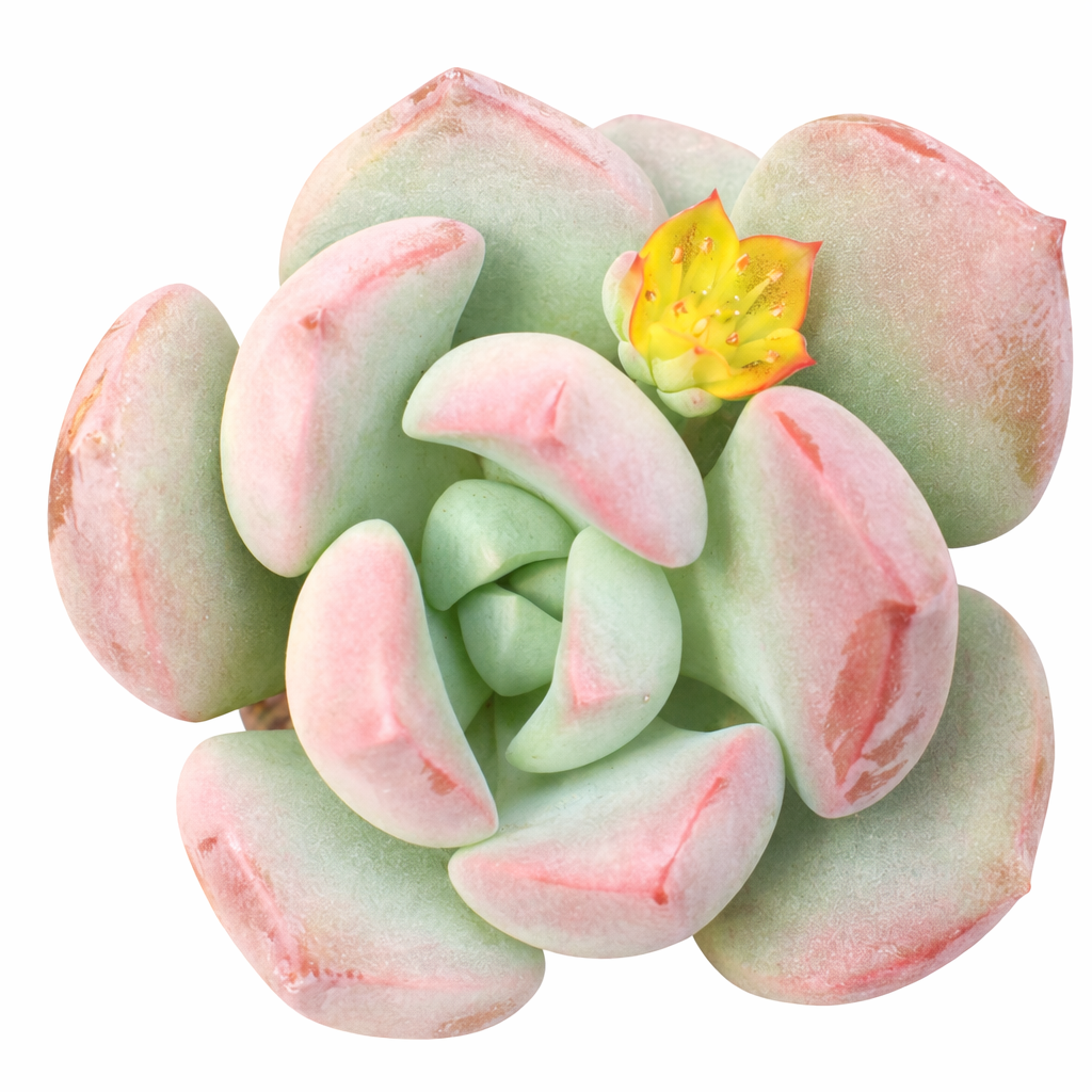 2 inch Graptoveria 'A Grim One', yellow succulents, indoor succulents, succulent care guide, buy succulents online