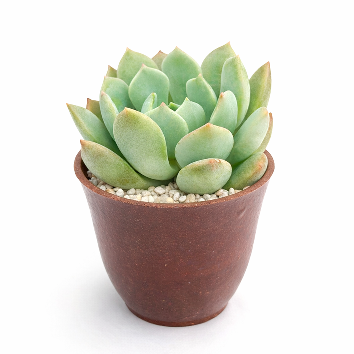 2 inch Graptoveria 'A Grim One' rare succulent for sale, easy care Graptoveria houseplant, dramatic dark rosette succulent