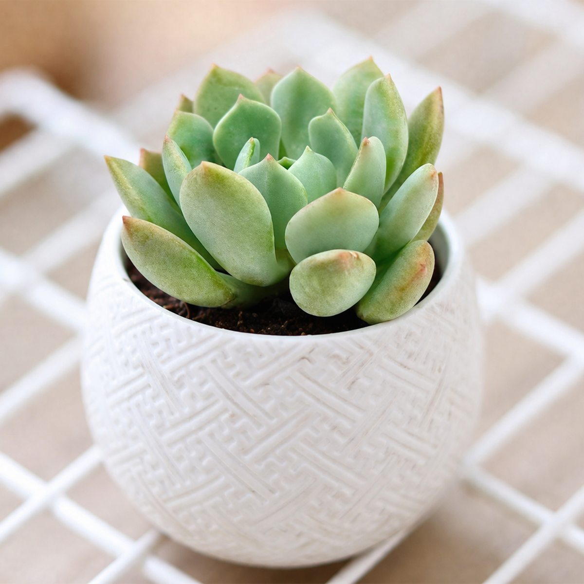 Graptoveria A Grim One for sale, how to grow succulents, succulent plant, succulent care tips, succulent subscription, succulents garden, Succulents, Succulents shop near me, Rare succulents, Graptoveria A Grim One in California
