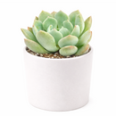 2 inch Graptoveria 'A Grim One' rare succulent for sale, easy care Graptoveria houseplant, dramatic dark rosette succulent