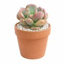 2 inch Graptoveria Cupid, purple succulents, indoor succulents, succulent care guide, buy succulents online