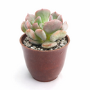 2 inch graptoveria cupid live air plant for sale, pale mauve-pink plump leaves with distinctive heart-like silhouettes and powdery finish, rare cultivar prized for unique coloring and compact winter rosette form, extremely adaptable to various light levels while maintaining vibrant hues, drought expert requiring water sparingly during dormant periods, versatile decorative succulent for bright shelves desks and sunny windowsills, special plant gift celebrating rare hybrid beauty and easy cultivation