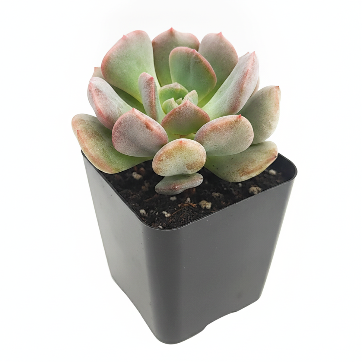 2 inch graptoveria cupid live air plant for sale, rose-tinted fleshy leaves arranged in perfectly symmetrical compact clusters, heirloom hybrid combining graptopetalum and echeveria genetics, produces delicate pale pink flowers in spring and early summer, extremely cold tolerant and drought resistant indoor succulent, versatile decor plant for shelves tables and sunny corners, thoughtful plant gift for collectors seeking unique hybrids