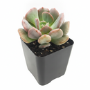 2 inch graptoveria cupid live air plant for sale, pale mauve-pink plump leaves with distinctive heart-like silhouettes and powdery finish, rare cultivar prized for unique coloring and compact winter rosette form, extremely adaptable to various light levels while maintaining vibrant hues, drought expert requiring water sparingly during dormant periods, versatile decorative succulent for bright shelves desks and sunny windowsills, special plant gift celebrating rare hybrid beauty and easy cultivation