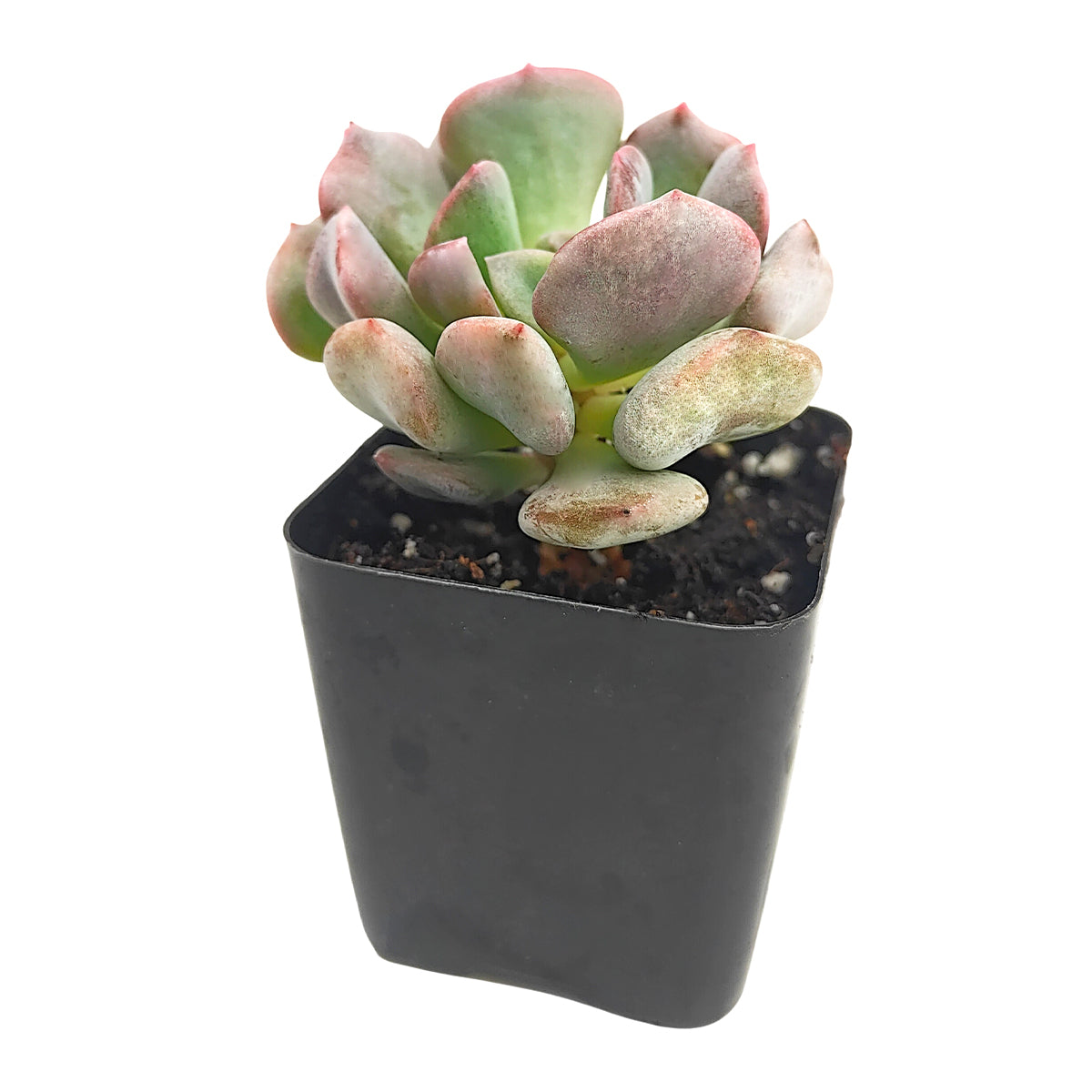 2 inch Graptoveria Cupid, purple succulents, indoor succulents, succulent care guide, buy succulents online