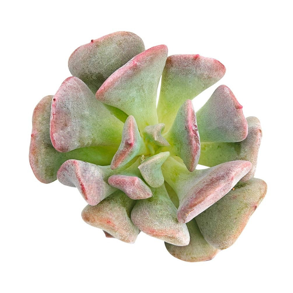 2 inch Graptoveria Cupid, purple succulents, indoor succulents, succulent care guide, buy succulents online