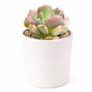 2 inch graptoveria cupid live air plant for sale, pale mauve-pink plump leaves with distinctive heart-like silhouettes and powdery finish, rare cultivar prized for unique coloring and compact winter rosette form, extremely adaptable to various light levels while maintaining vibrant hues, drought expert requiring water sparingly during dormant periods, versatile decorative succulent for bright shelves desks and sunny windowsills, special plant gift celebrating rare hybrid beauty and easy cultivation