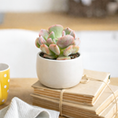 2 inch Graptoveria Cupid, purple succulents, indoor succulents, succulent care guide, buy succulents online