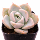 2 inch Graptoveria Fantome, purple succulents, indoor succulents, succulent care guide, buy succulents online