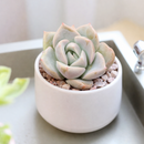 2 inch Graptoveria Fantome, purple succulents, indoor succulents, succulent care guide, buy succulents online