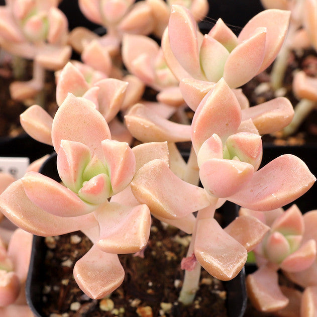 2 inch Graptoveria ‘Harry Watson’, pink succulents, indoor succulents, succulent care guide, buy succulents online