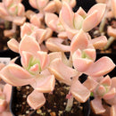 2 inch Graptoveria ‘Harry Watson’, pink succulents, indoor succulents, succulent care guide, buy succulents online