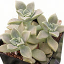 2 inch Graptoveria ‘Harry Watson’, pink succulents, indoor succulents, succulent care guide, buy succulents online