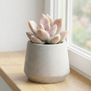 8-pack of 2" live plants for sale. Pick eight favorite plants and enjoy a variety of compact plants in 2" pots. Great for plant collections, gifting, decorating small spaces, and indoor gardening.