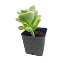 How to grow Graptoveria Lovely Rose, rare succulents, rare succulents for sale, unique succulents, buy succulents online, rare succulent, succulent shop, unusual succulents, succulent store, succulents online