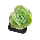 How to grow Graptoveria Lovely Rose, rare succulents, rare succulents for sale, unique succulents, buy succulents online, rare succulent, succulent shop, unusual succulents, succulent store, succulents online
