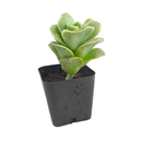 How to grow Graptoveria Lovely Rose, rare succulents, rare succulents for sale, unique succulents, buy succulents online, rare succulent, succulent shop, unusual succulents, succulent store, succulents online