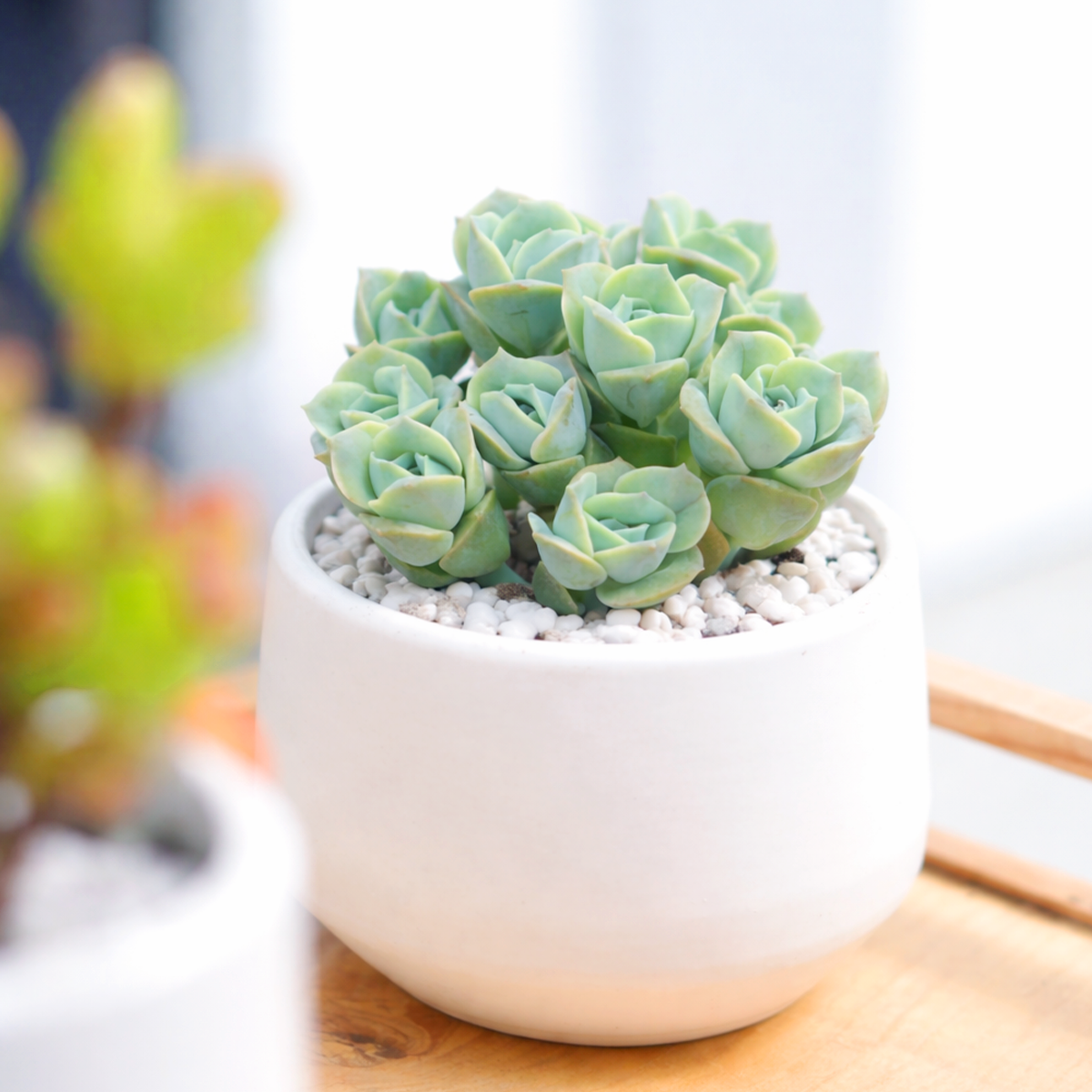 2 inch unique live succulents, 2 inch indoor succulents for sale, buy Graptoveria 'Lovely Rose' online