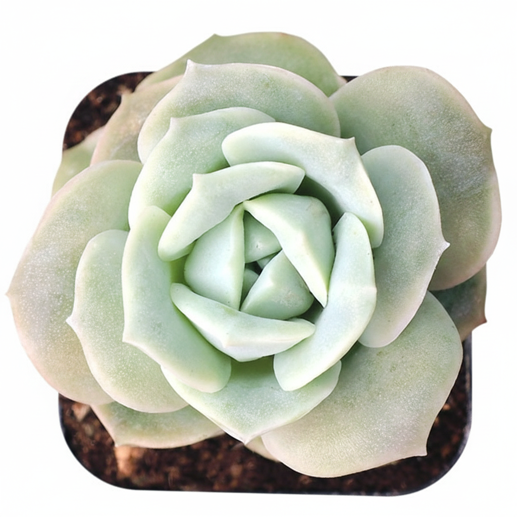 2 inch Graptoveria 'Lovely Rose' for sale, buy indoor succulents near me, rare 2 inch succulent plants