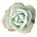 2 inch Graptoveria 'Lovely Rose' for sale, buy indoor succulents near me, rare 2 inch succulent plants