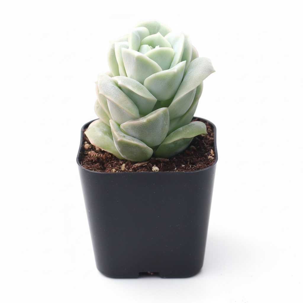 2 inch Graptoveria 'Lovely Rose' in black plastic pot, unique shape succulents, rose-like succulents