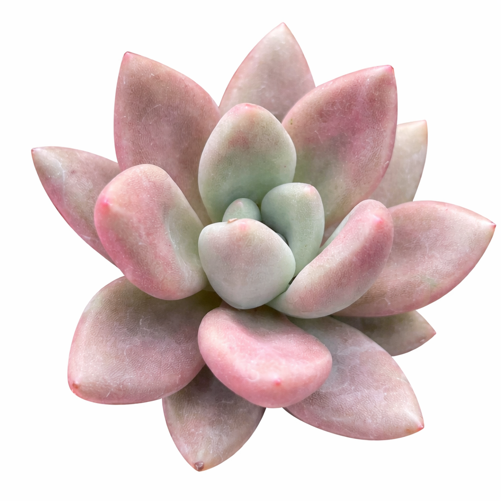 2 inch Graptoveria 'Pink Donna', pink succulents, indoor succulents, succulent care guide, buy succulents online