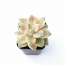 2 inch Graptoveria Titubans Variegata for sale, small plants for small spaces, buy Graptoveria Titubans Variegata online, rare Graptoveria Titubans Variegata plants