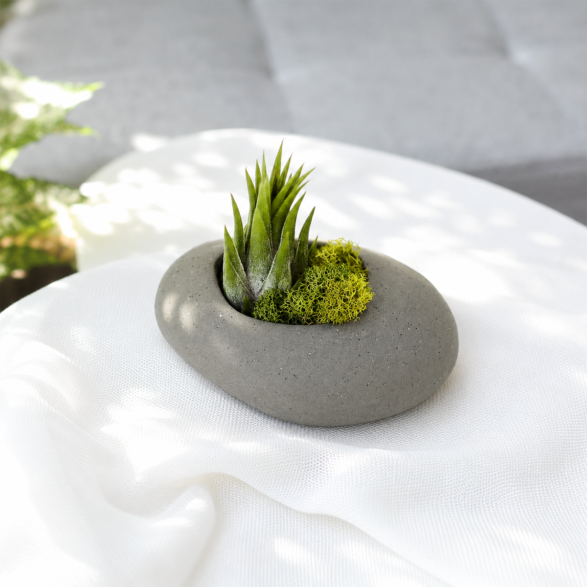6 pack assorted tillandsia air plant with gray stone ceramic set live air plant for sale, fine textured gray-green leaves with natural air-absorbing capabilities, flourishes near kitchen moisture and humid environments, requires gentle rotating placement for even development, grows beautifully in plastic or clay pot styles, stunning indoor desk plant display, rare collector plant gift for air plant enthusiasts