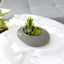6 pack assorted tillandsia air plant with gray stone ceramic set live air plant for sale, fine textured gray-green leaves with natural air-absorbing capabilities, flourishes near kitchen moisture and humid environments, requires gentle rotating placement for even development, grows beautifully in plastic or clay pot styles, stunning indoor desk plant display, rare collector plant gift for air plant enthusiasts