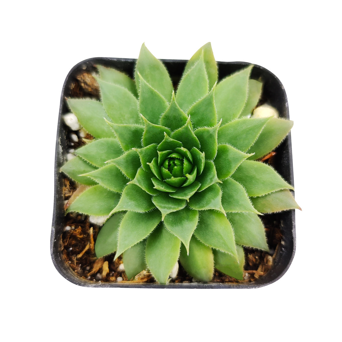 succulent wheel Sempervivums Green Wheel | Succulents for Sale