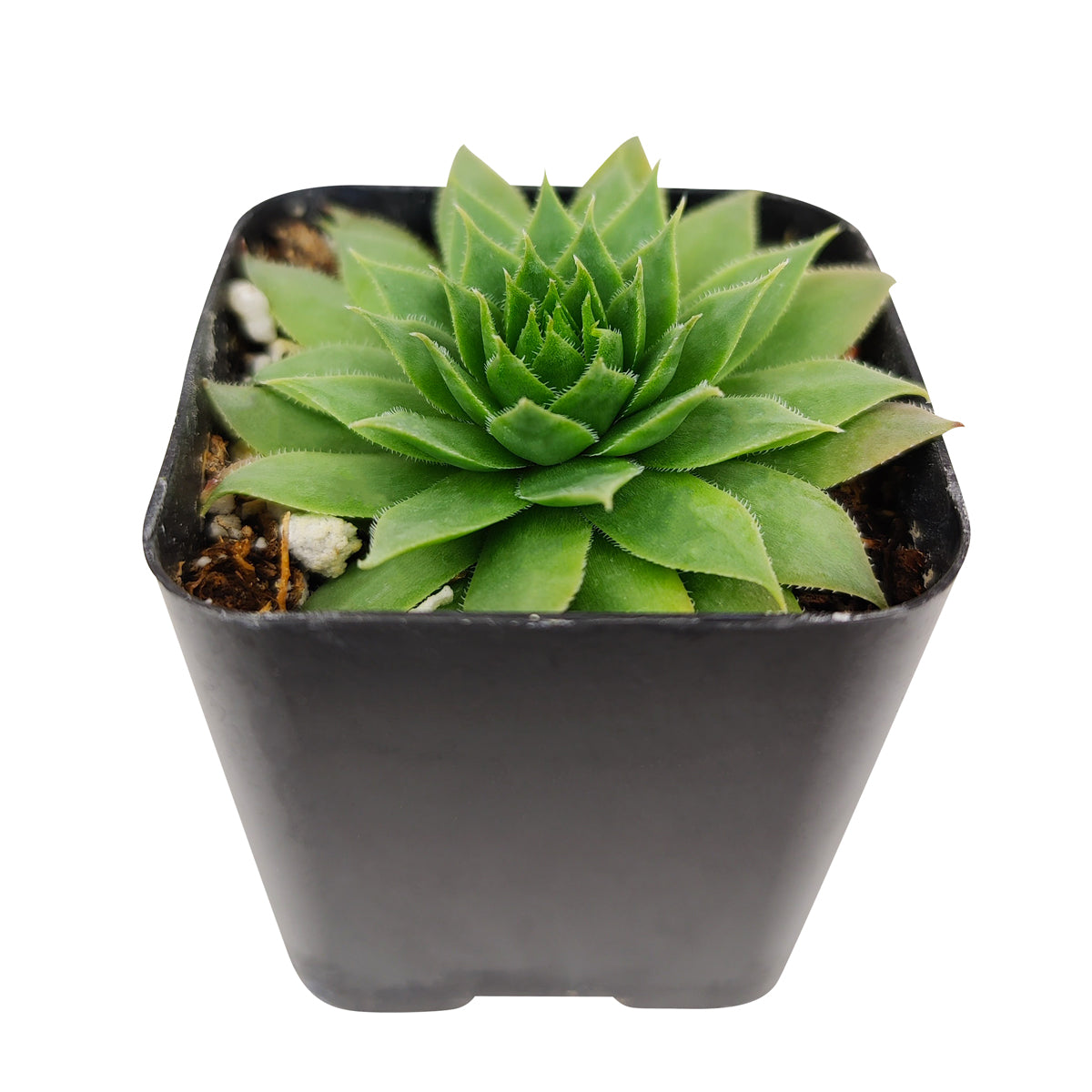 green wheel succulent Sempervivums Green Wheel | Succulents for Sale