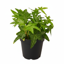 Green Ivy Plant in black ceramic decorative pot, plant with pot for decoration, small plant for small space